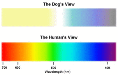 Your Dog Sees The World Differently Part 2 of 2