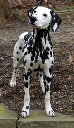 DOGS - DALMATIAN