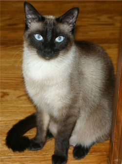CATS - SIAMESE