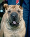 pet_and_home_ervices__11_.jpg
