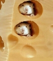 pet_and_home_ervices__17_.jpg