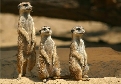 pet_and_home_ervices__23_.jpg