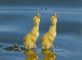 pet_and_home_ervices__25_.jpg