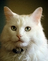 pet_and_home_ervices__29_.jpg