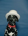 pet_and_home_ervices__33_.jpg
