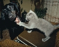 pet_and_home_ervices__35_.jpg