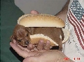pet_and_home_ervices__44_.jpg